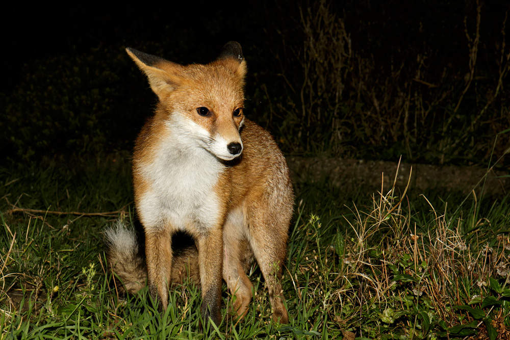 2010171910170044.jpg - Pretty Vixen