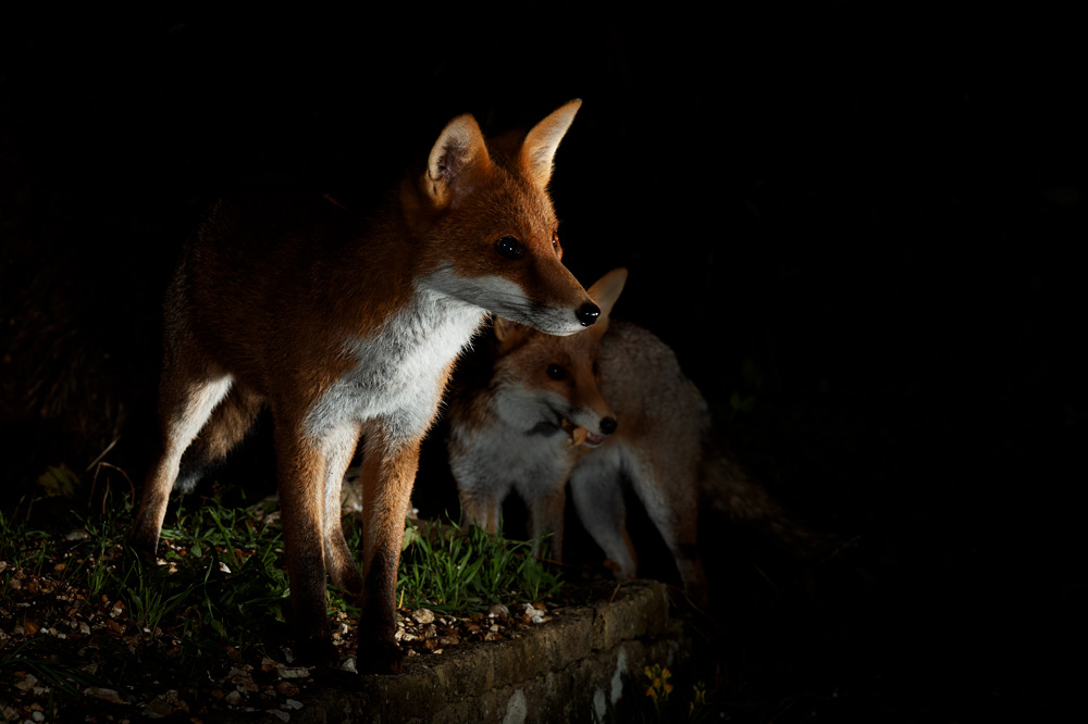 2010210710212400.jpg - Red, with second fox