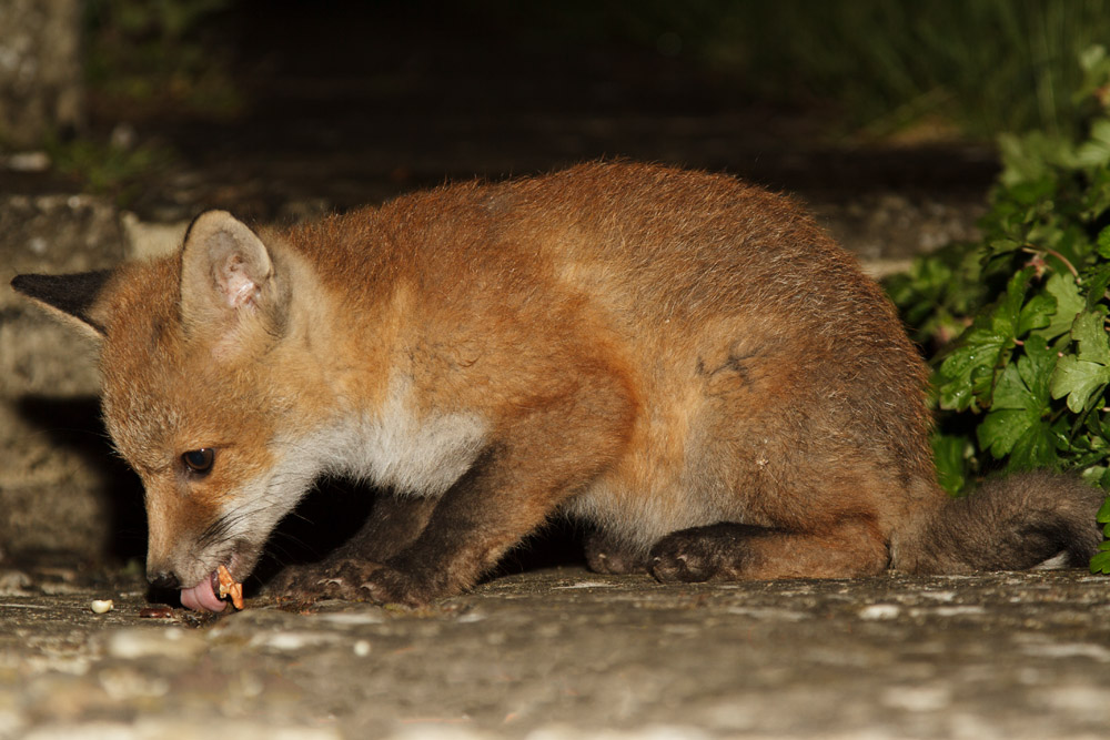 2011161305135131.jpg - Fox cub at about 3 months old