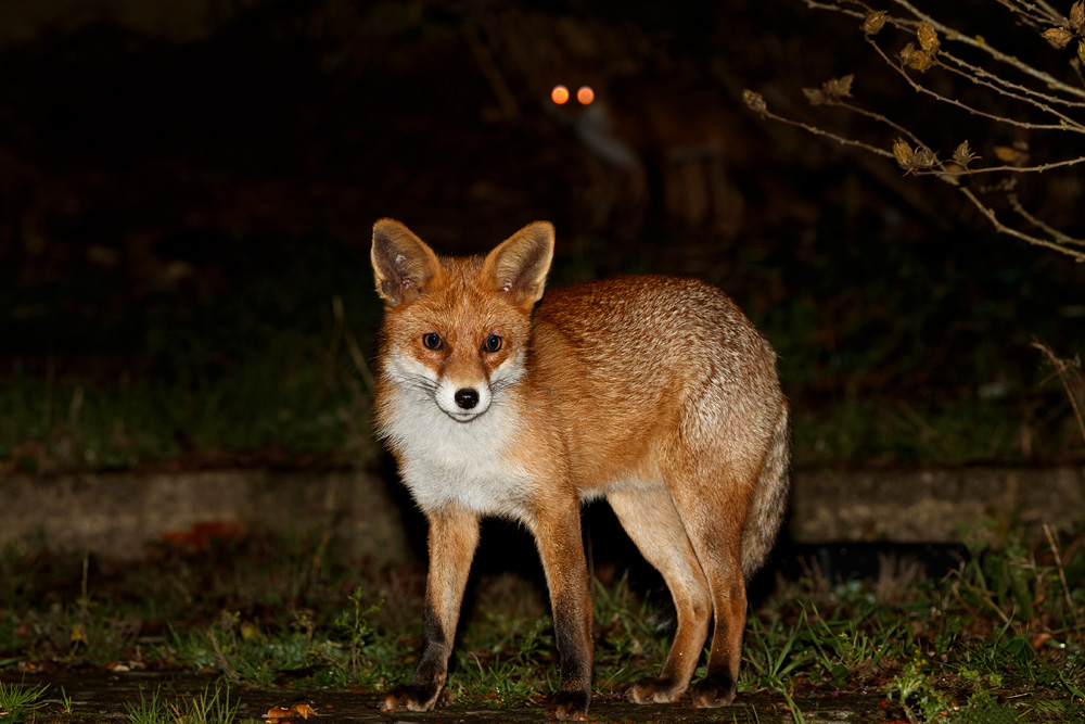 2011182011189238.jpg - Pretty with seconmd fox (Long Nose?) lurking in the rear.