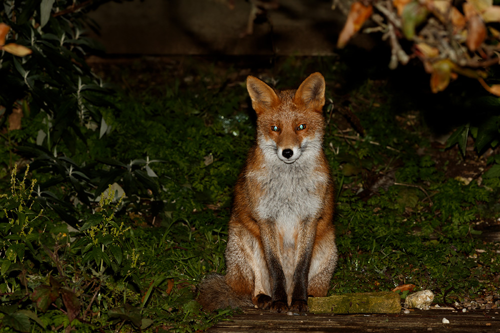 2011192011192183.jpg - Young fox (stumpy)