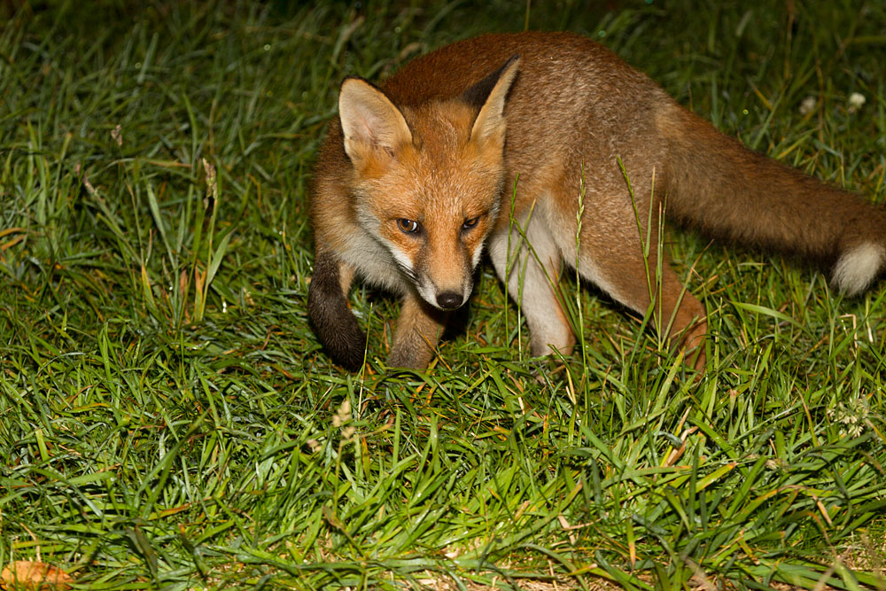 2012122406125965.jpg - Young fox cub (Vulpes vulpes) stalking in long grass. East Sussex