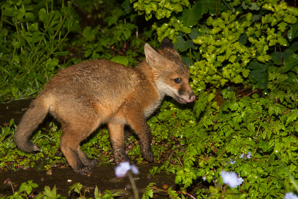 2012141405135282.jpg - Fox cub in the rain