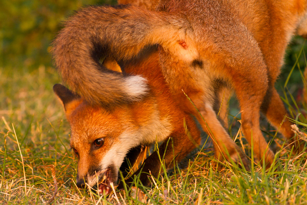 2012152107133317.jpg - Two young foxes squabbling over food