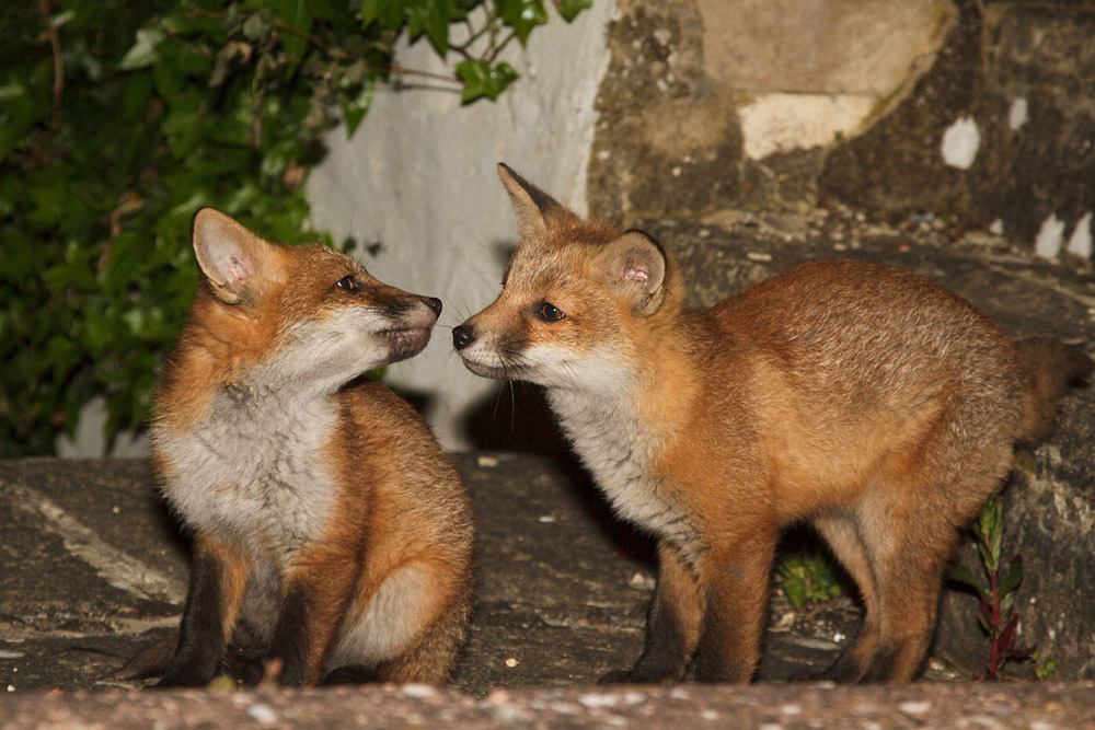 2012162005136980.jpg - Two fox cubs in the garden