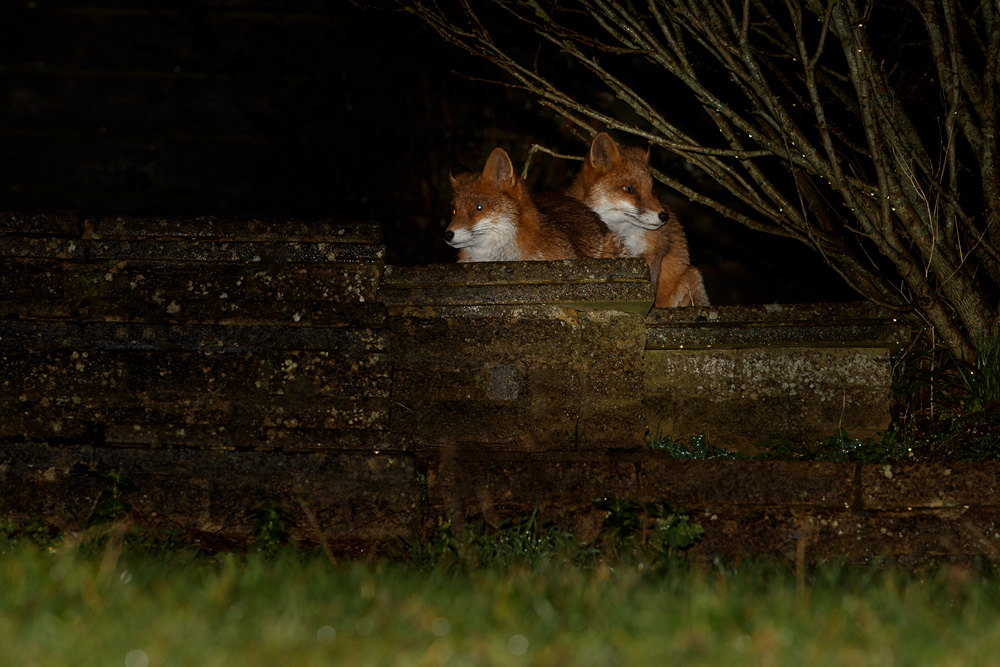 2012191812192979.jpg - Two young foxes