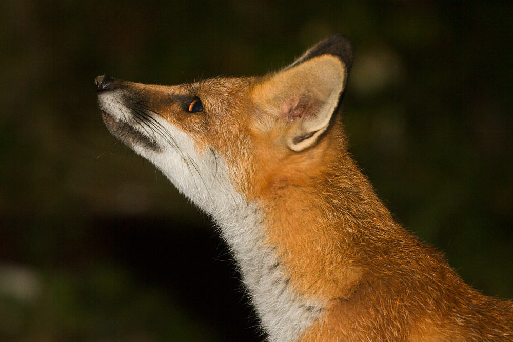 2101162507133655.jpg - Young fox portrait