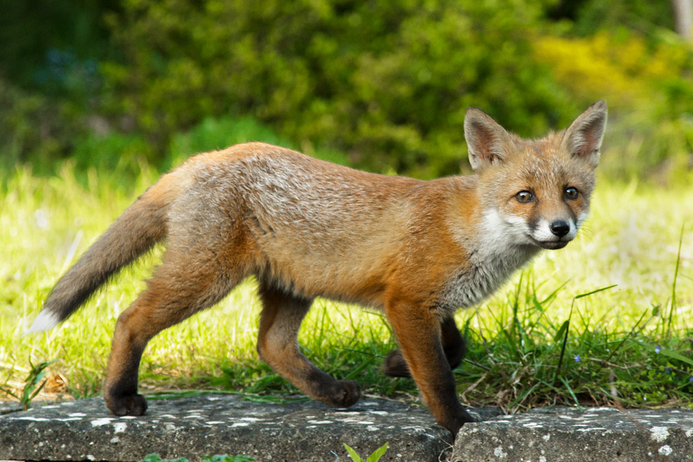 2101172505138169.jpg - Young fox cub on path