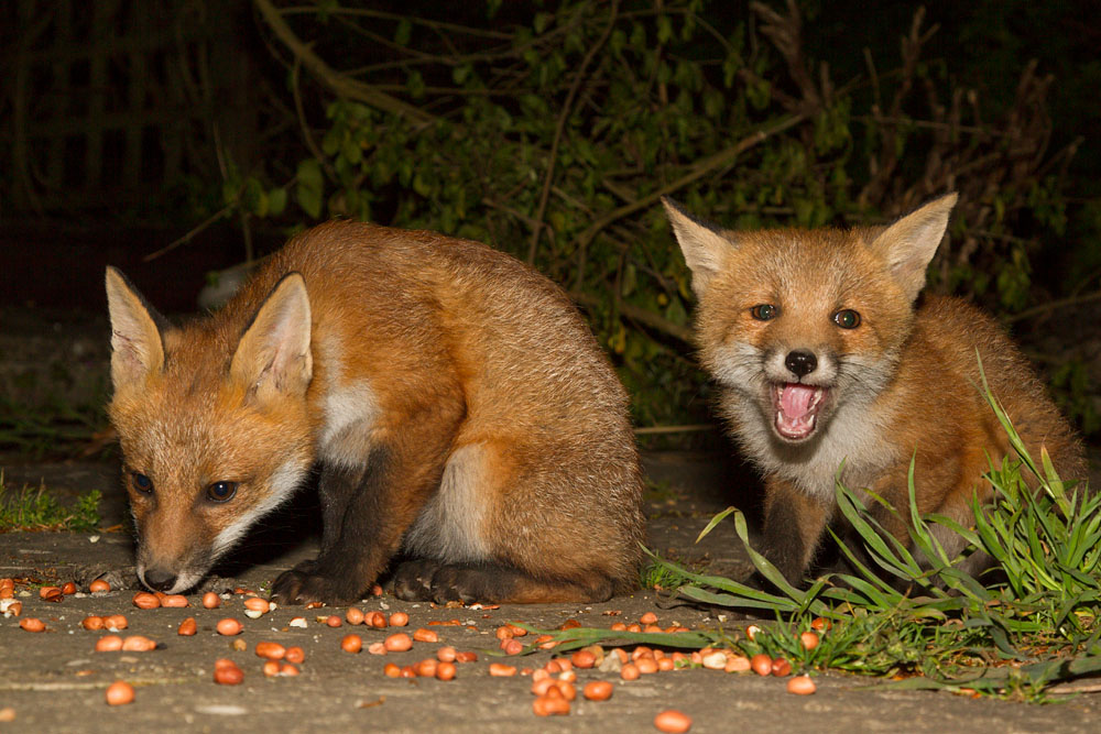 2103142305137955.jpg - Two fox cubs eating peanuts in a suburban garden