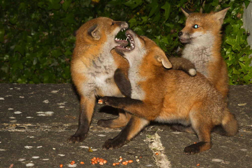 2105132005136961.jpg - Three young fox cubs playing on  stone steps in a suburban garden
