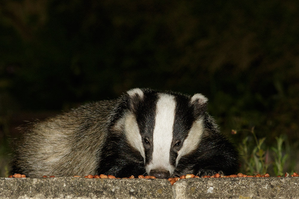 2105151306150022.jpg - Badger and peanuts