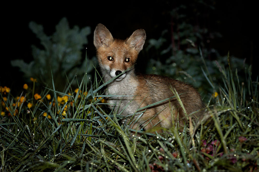 2105211805219820.jpg - Fox cub in long grass (Pixie)