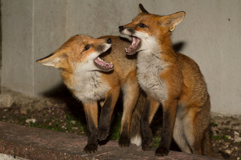 2106132006135425.jpg - Two fox cubs sitting on wall