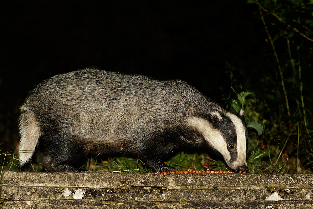 2106161806160521.jpg - Badger in the garden at night