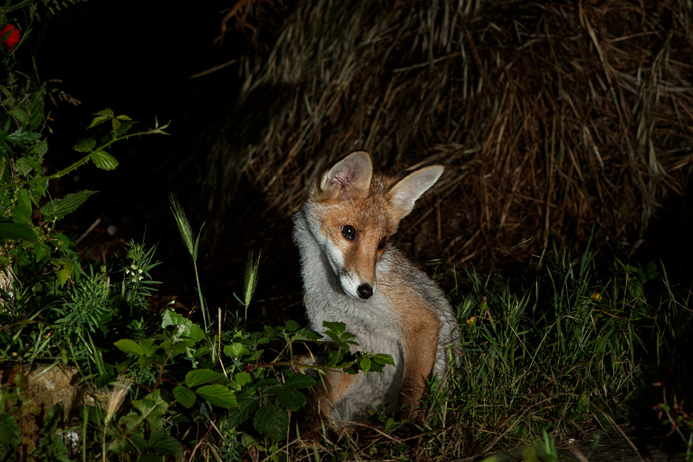 2106212006212579.jpg - Fox cub at night