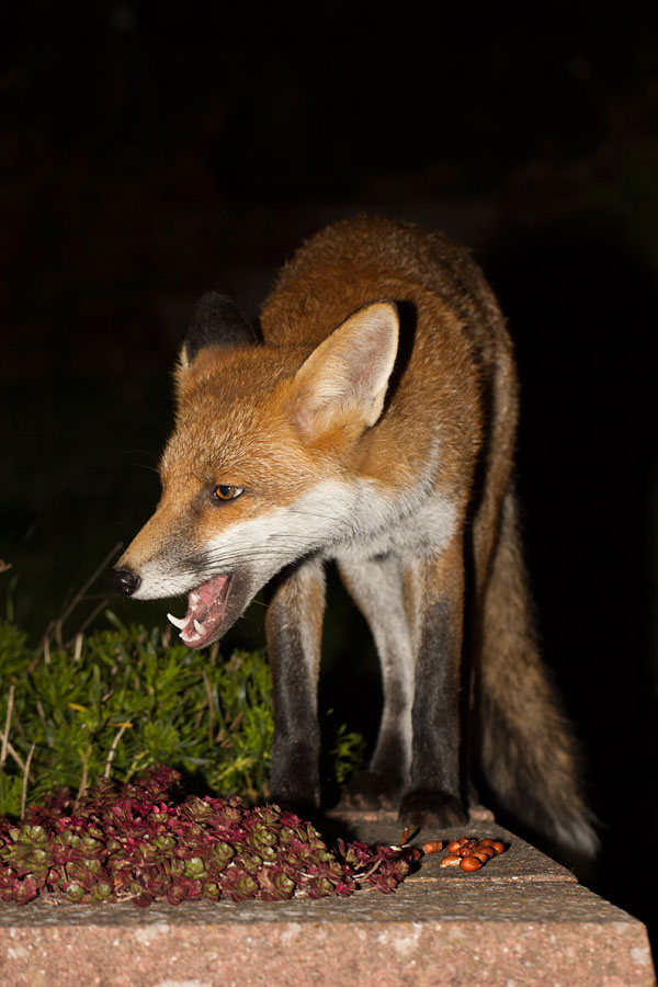 2107140309105219.jpg - Fox in garden