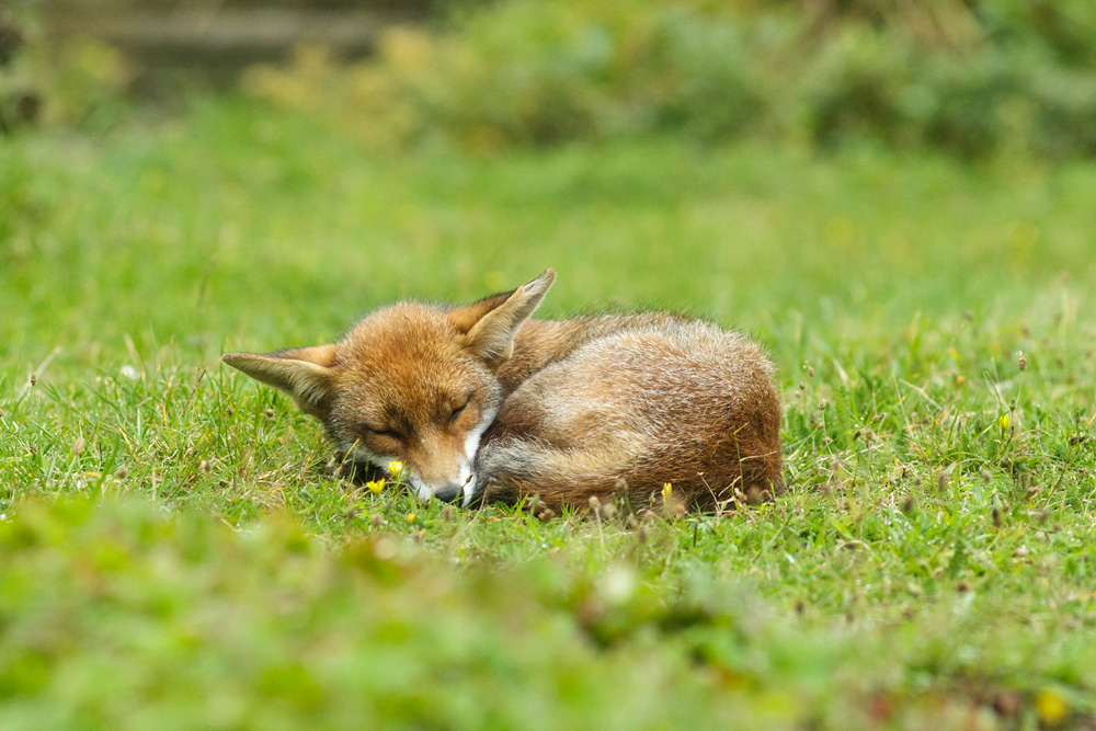 2108172108171122.jpg - Little Dog Fox
