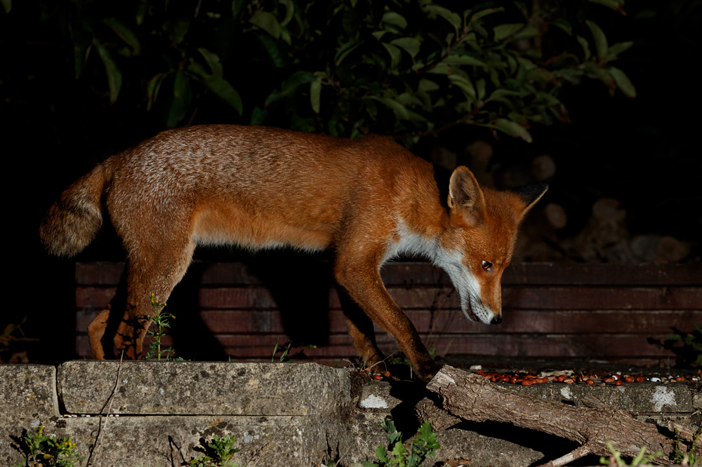2108202108202530.jpg - Stumpy, the young male fox
