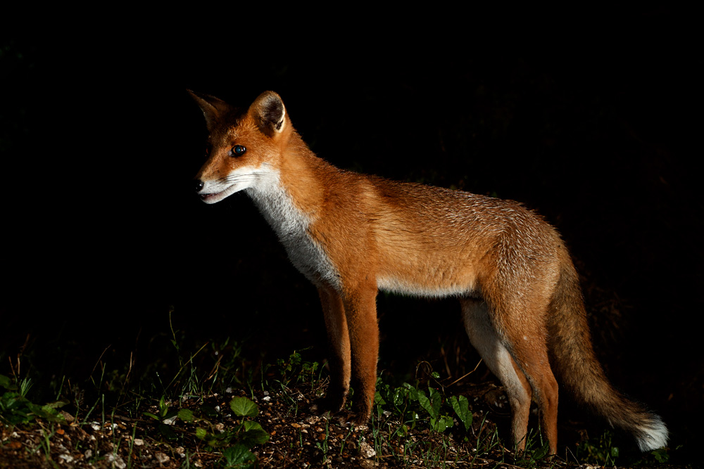 2108211908217443.jpg - Portrait of young fox (Red)