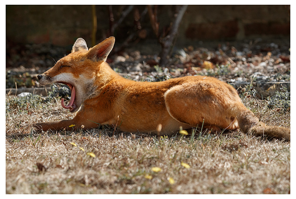 2108260408269261.jpg - Lopa the vixen