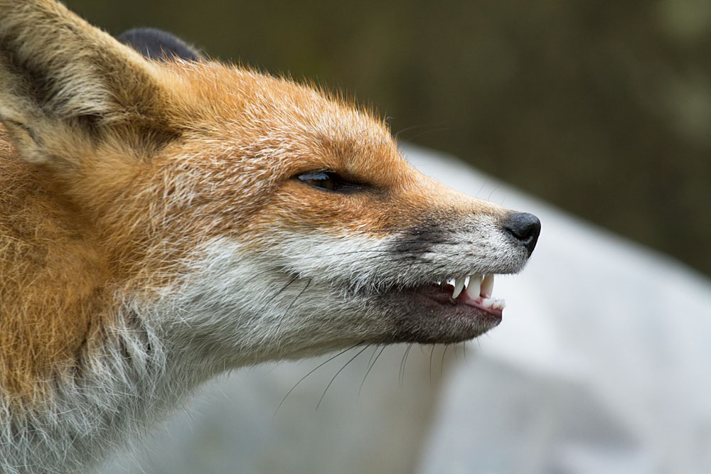 2109143110134454.jpg - Fox showing teeth