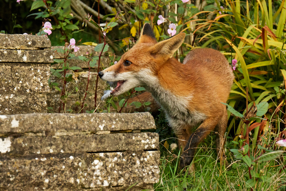 2109172009176754.jpg - Pretty Vixen in the garden