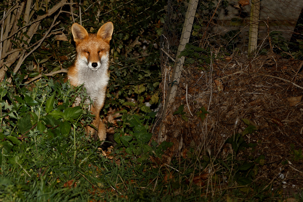 2109192009199253.jpg - Young fox number 2