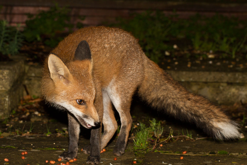 2110132010132305.jpg - Young fox in garden at night