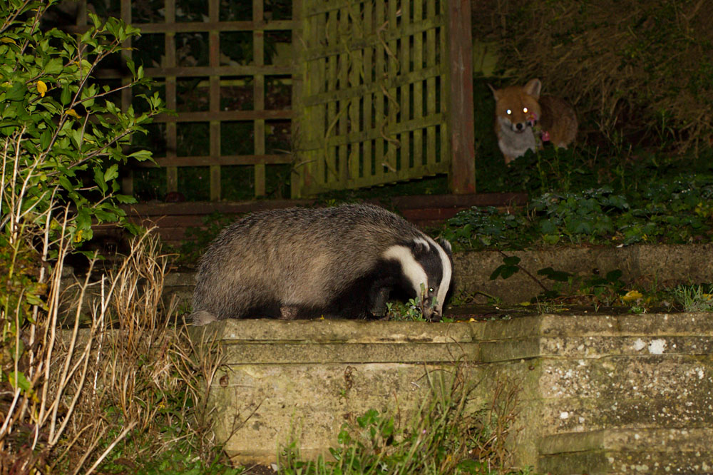 2110141810145849.jpg - Badger and fox in garden in light drizzle