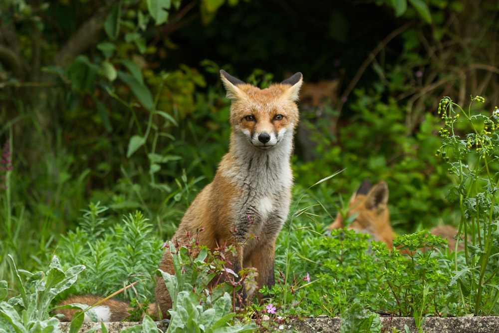 2110150307138156.jpg - Three fox cubs