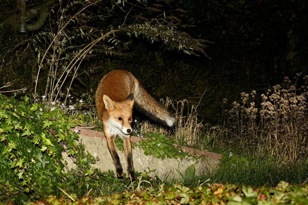 2110172010170062.jpg - Pretty Vixen