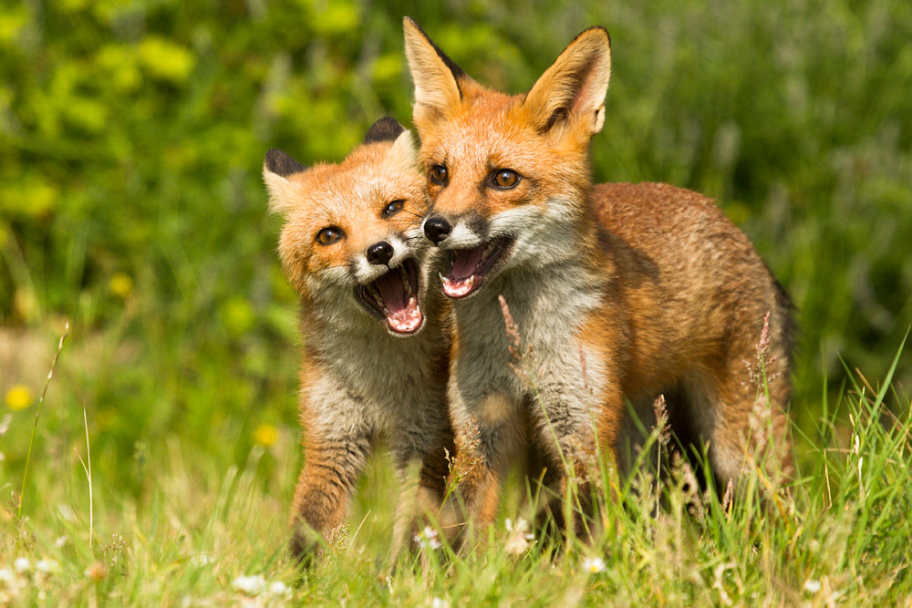 2111151007130069.jpg - Two fox cubs