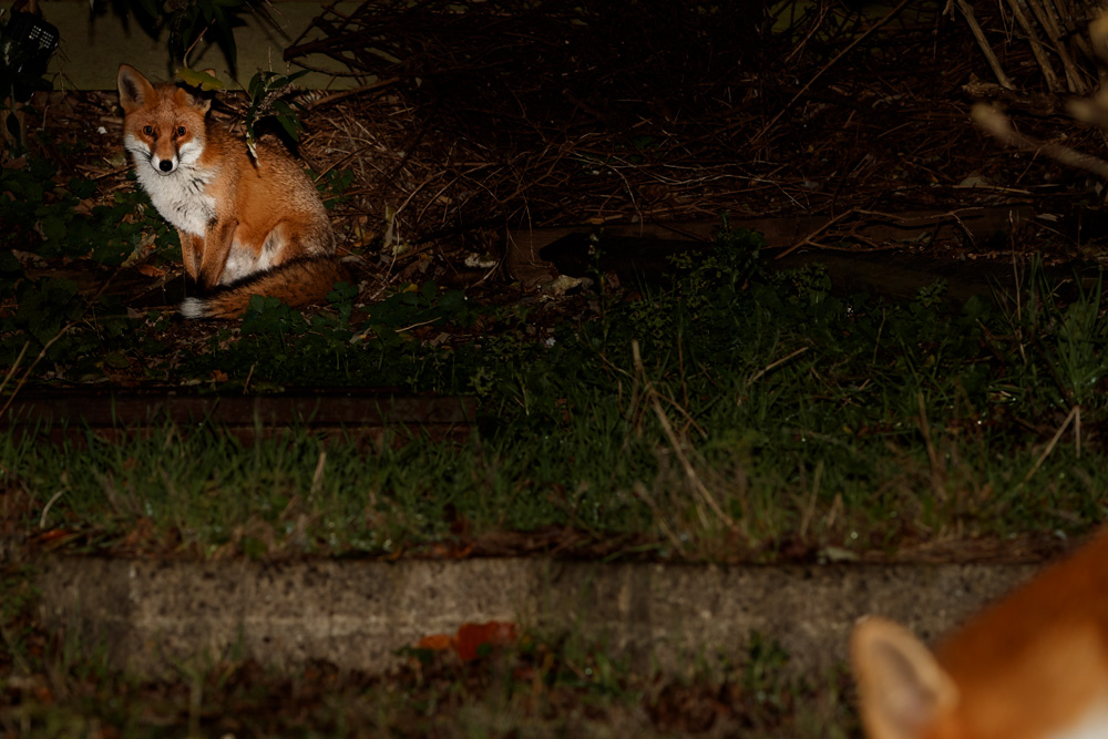 2111182011189242.jpg - Shy fox (Long Nose?) at rear of garden