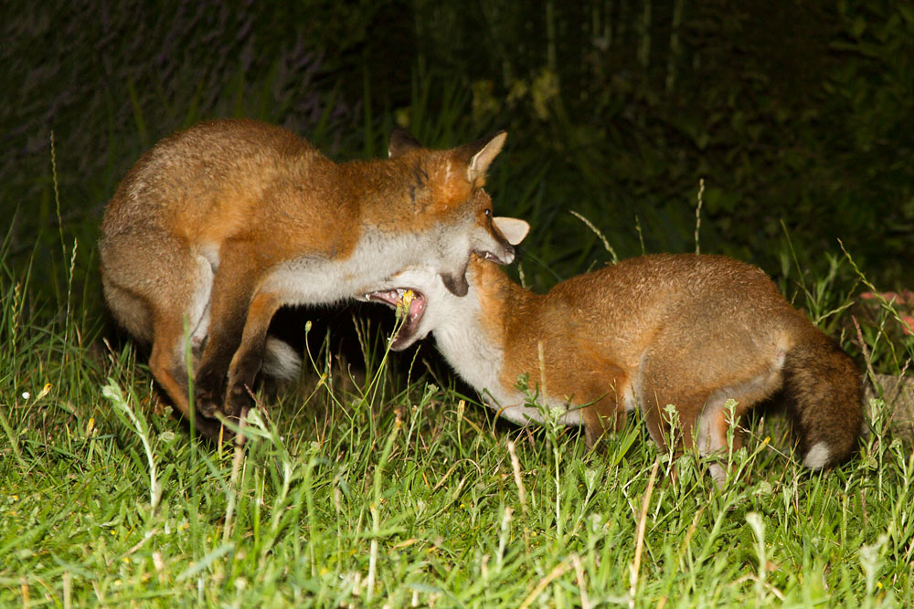 2112120907128743.jpg - Two young fox cubs (Vulpes vulpes) play fighting in long grass.