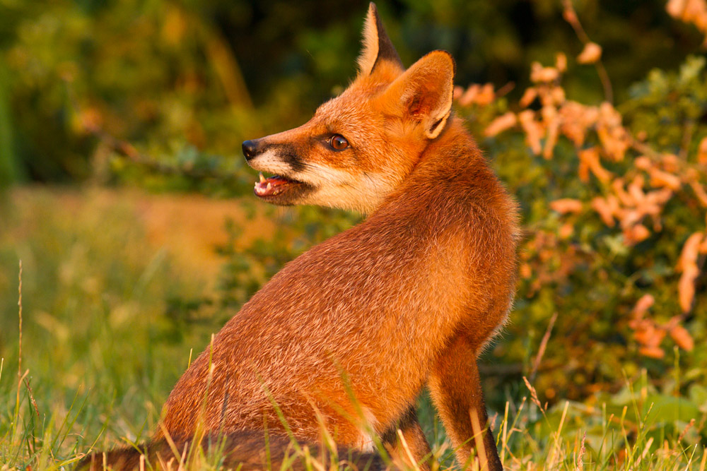 2112152107133363.jpg - Young fox in evening sunshine