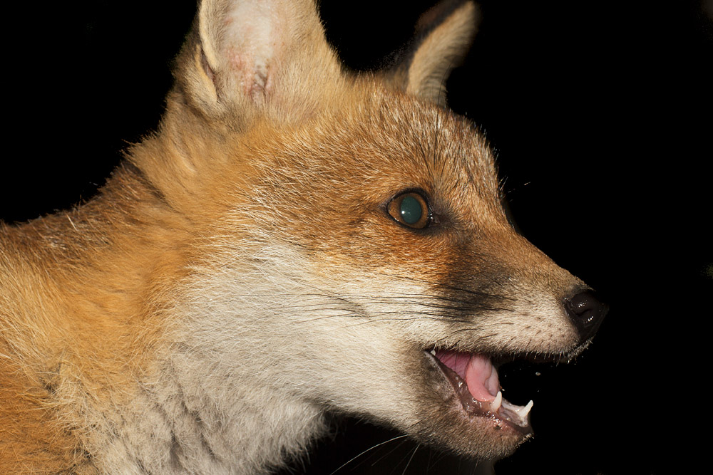 2112162105137494.jpg - Portrait of a fox cub