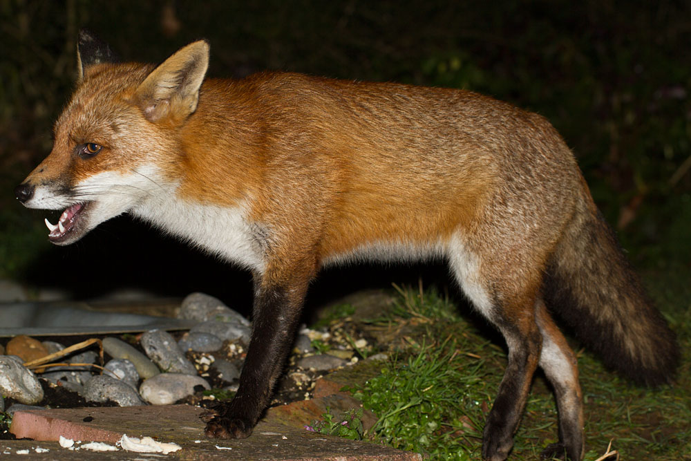 2201152002113827.jpg - Fox near garden pond
