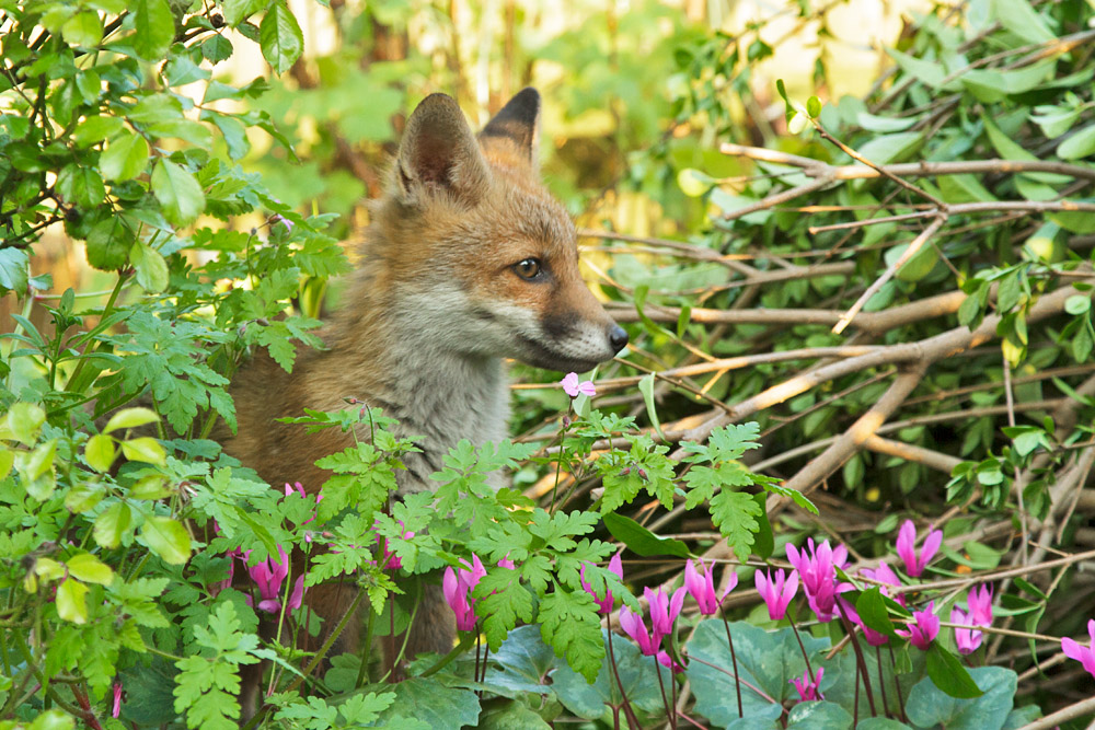 2201172505138174.jpg - Fox cub among the shrubs