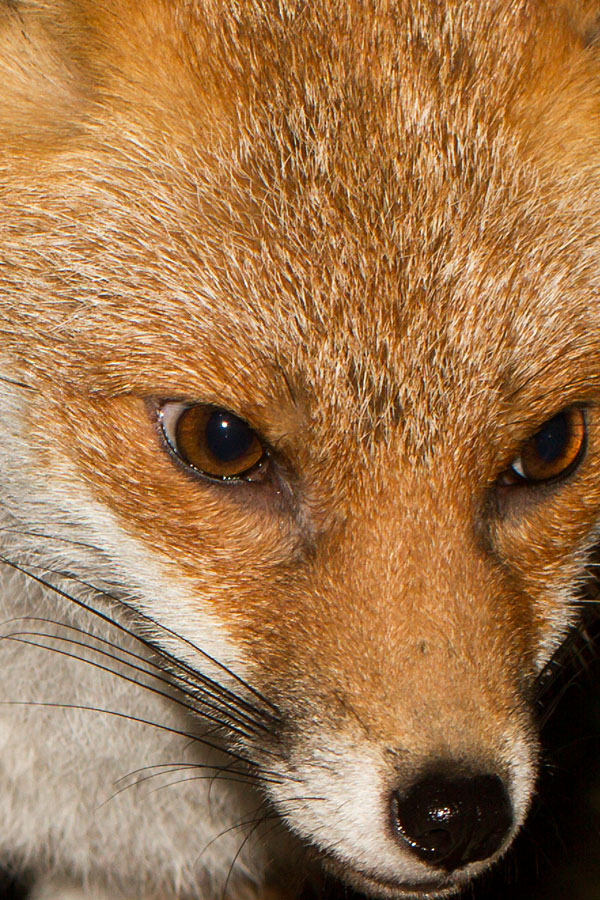 2202142102142755.jpg - Face of a fox