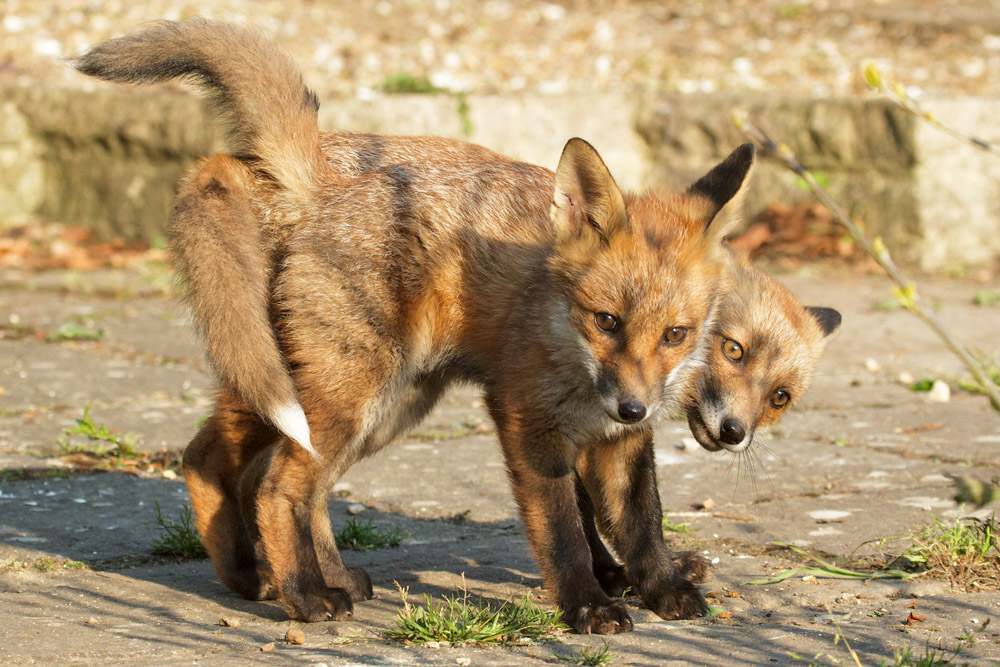 2202172705139703.jpg - Two fox cubs in a tangle