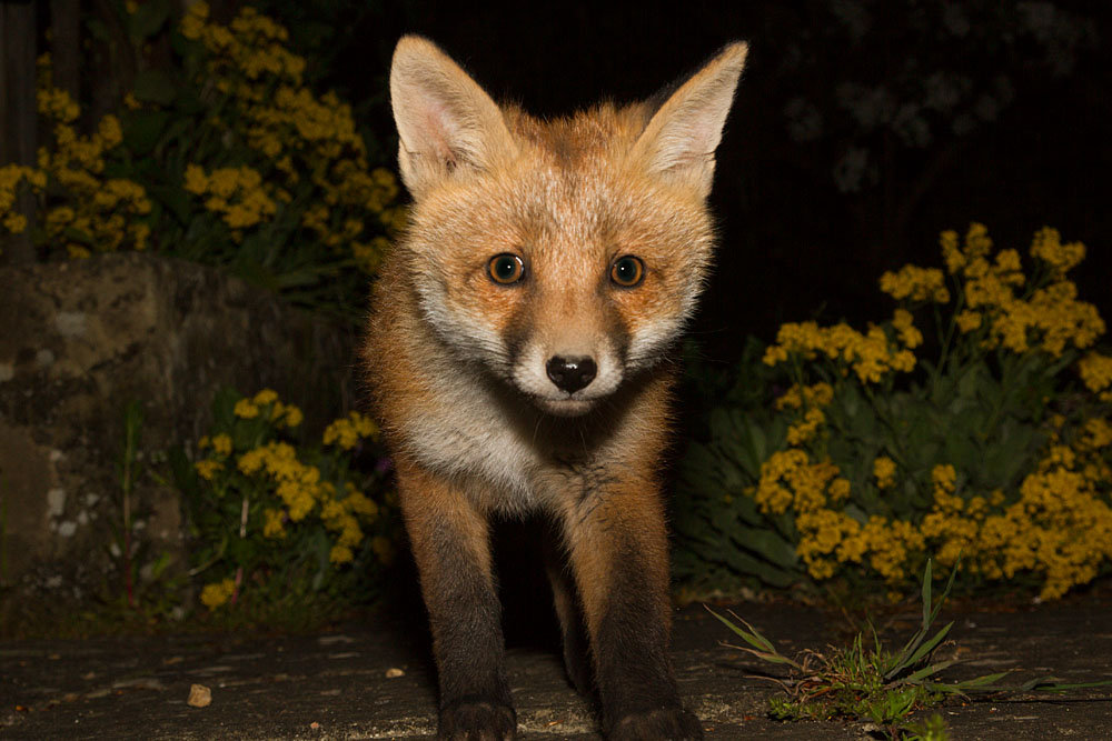 2203142305137766.jpg - Fox cub in garden