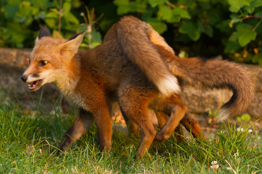 2203151607131593.jpg - Two fox cubs playing