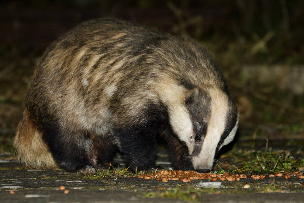 2203162003167226.jpg - Badger eating peanuts in a suburban garden
