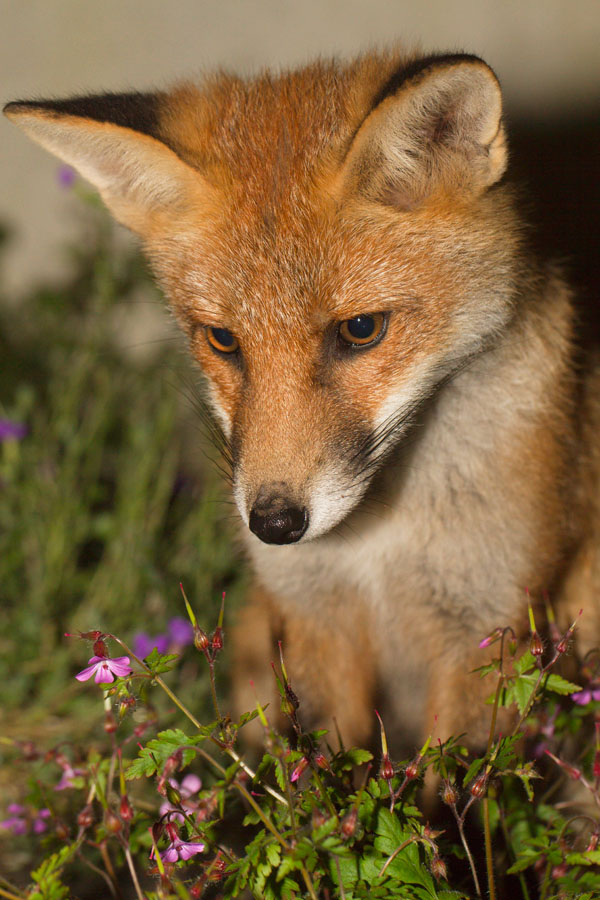 2204142106135504.jpg - Fox cub sitting in flower bed
