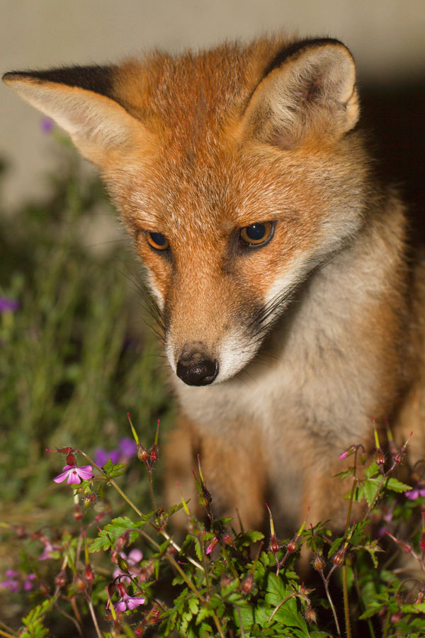 The Complete Fox of the Day/2204142106135504