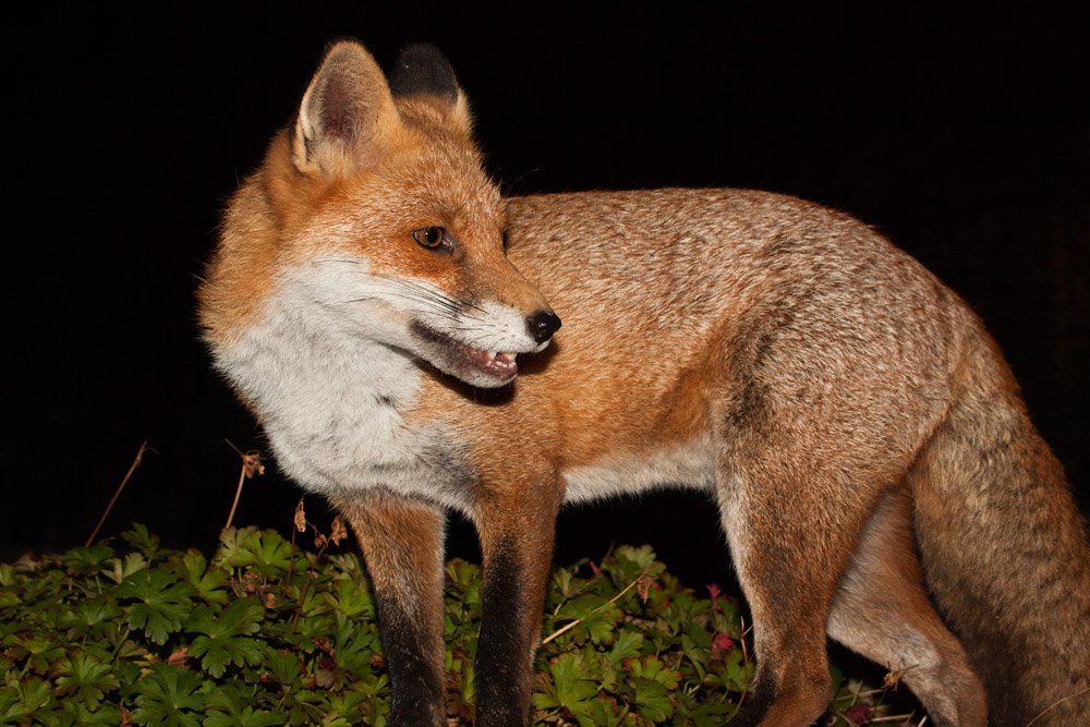 2204163009094187.jpg - Fox at night