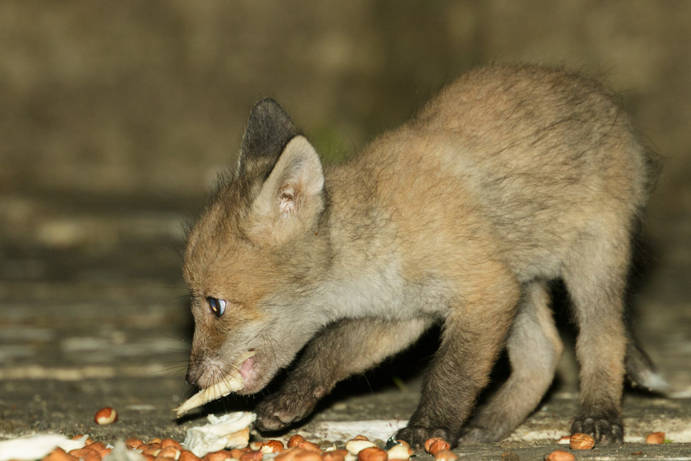 2204172004178593.jpg - A bold young fox cub carefully carries away food left out in a suburban garden in Sussex.