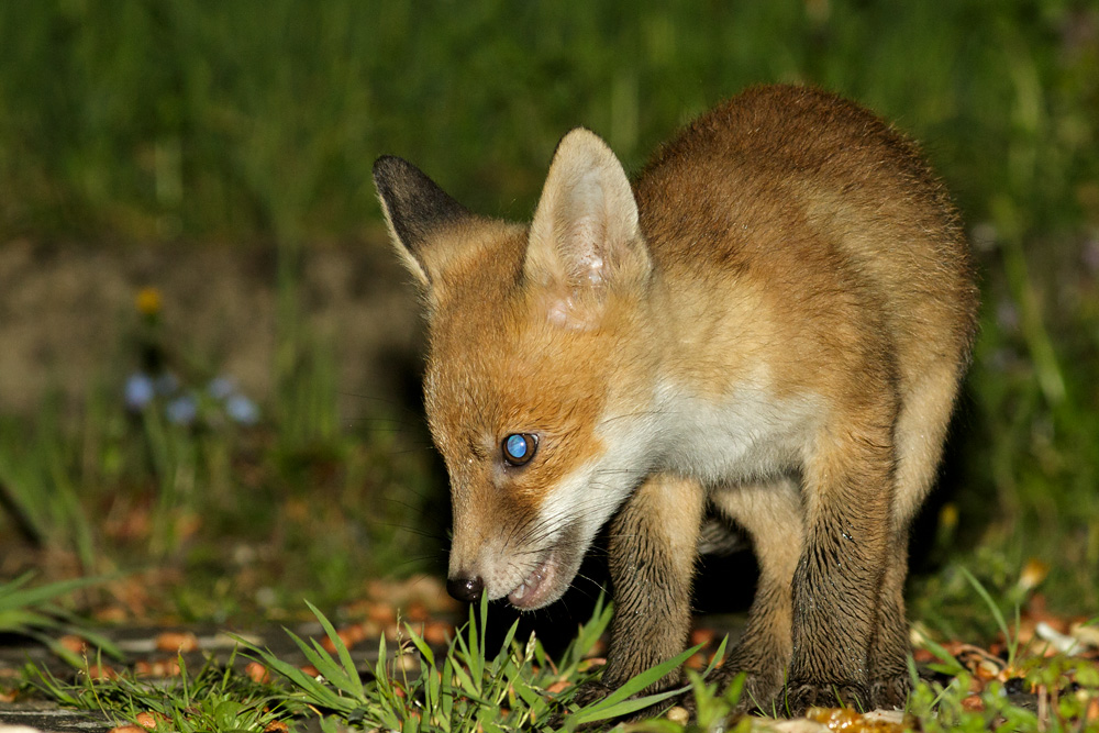 2204182204182560.jpg - Fox cubs at about 6 weeks old