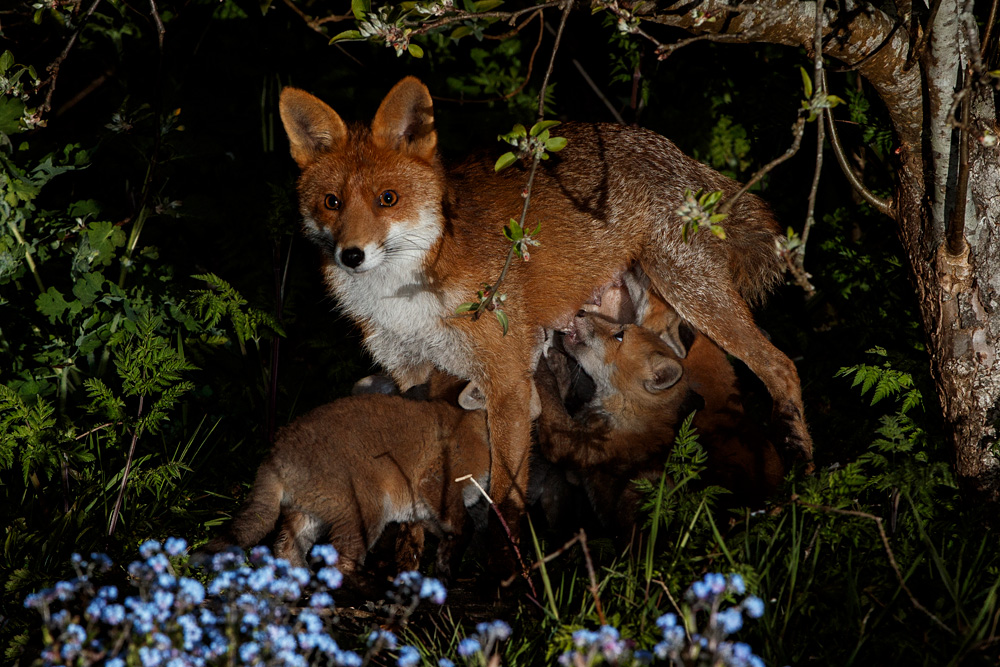 2204212204217893.jpg - Stumpy suckling her fox cubs