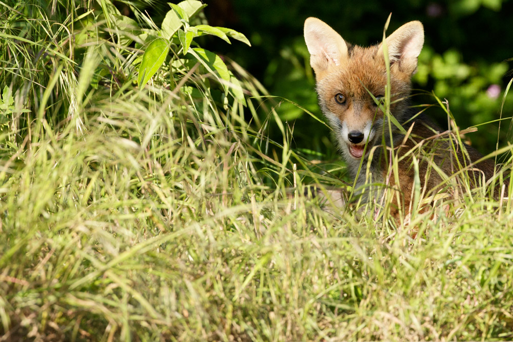 2205172105174364.jpg - Fox cubs at 11-12 weeks old enjoying the early evening sunshine in a suburban garden